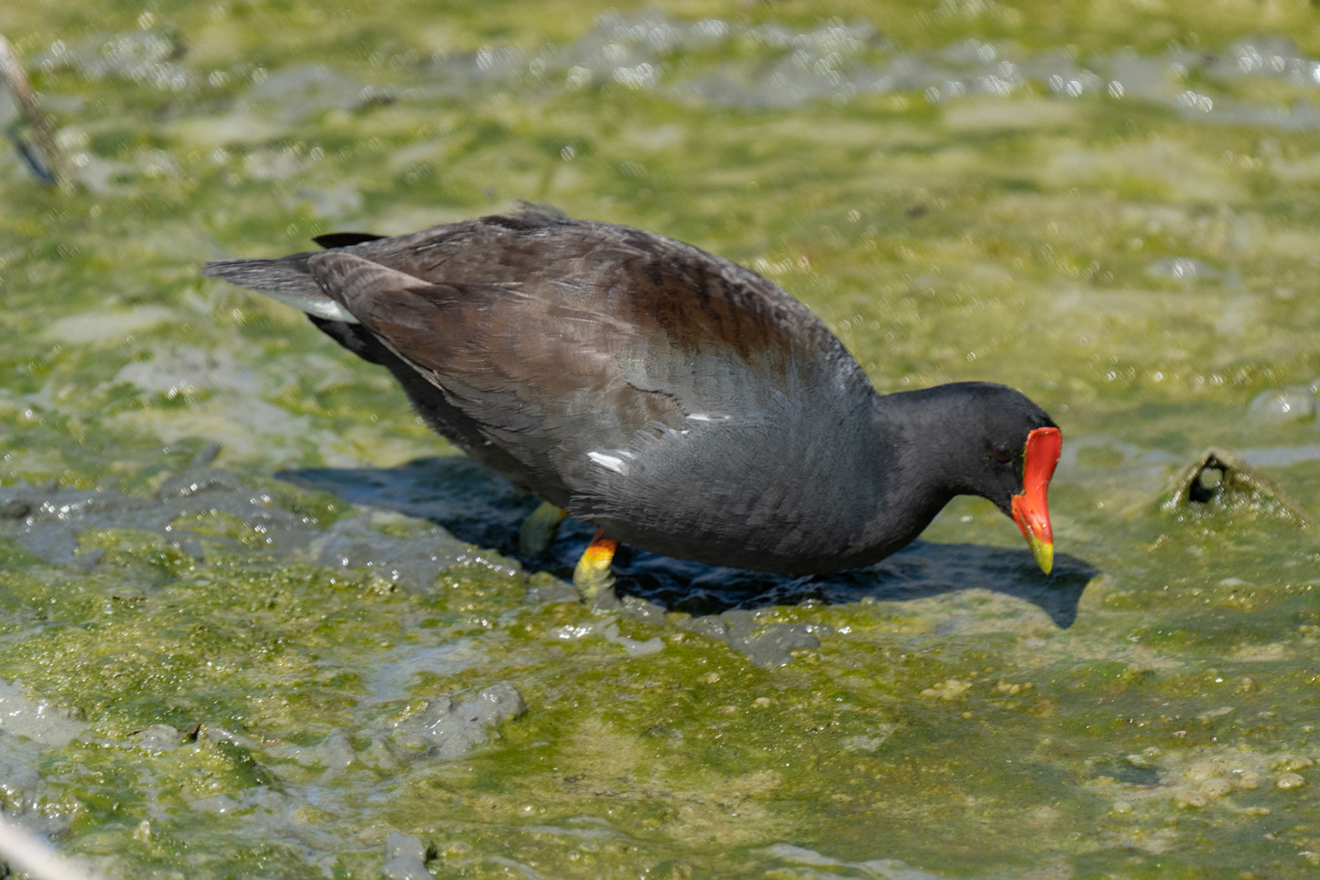 Common Gallinule