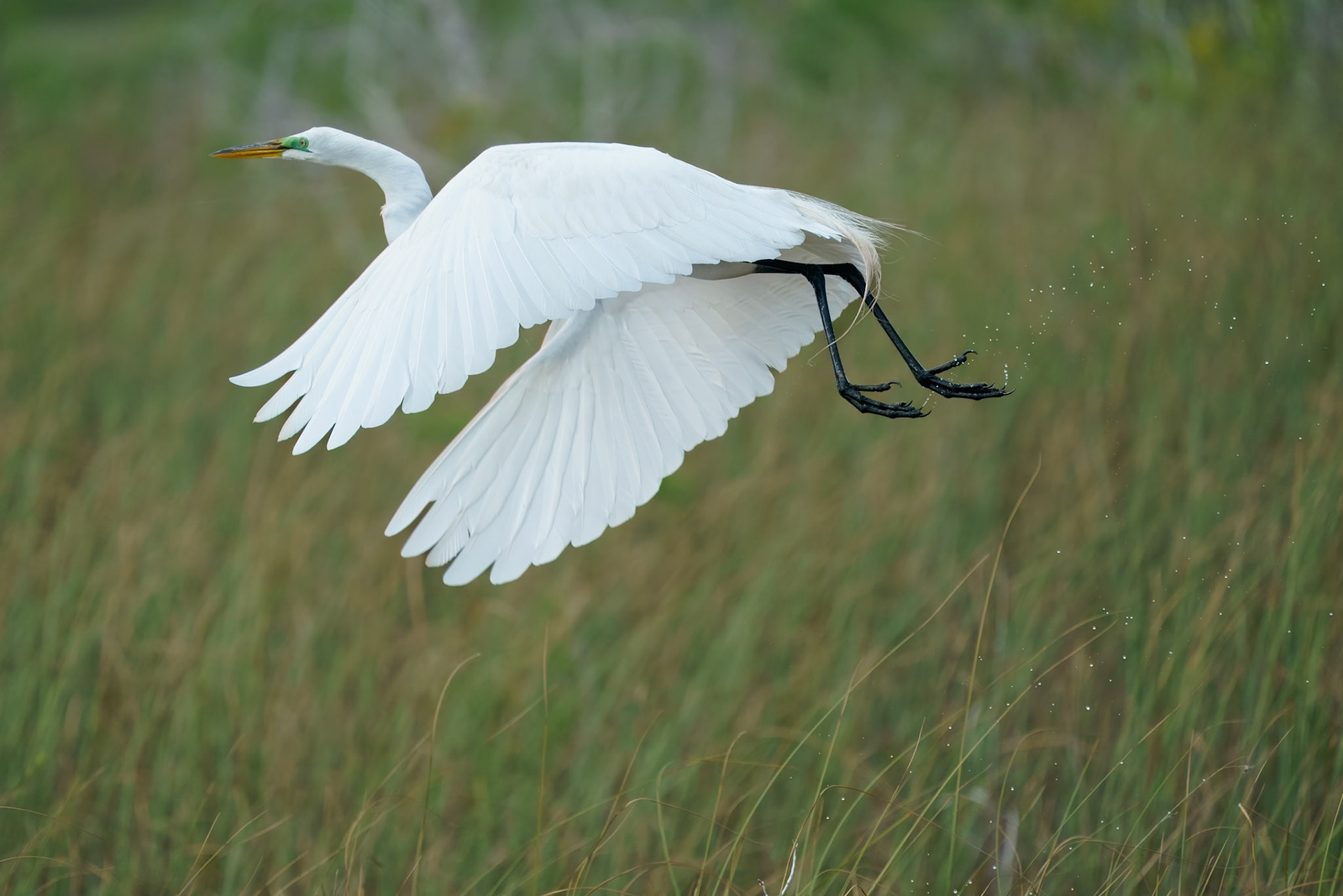 Great Egret. Everglades National Park