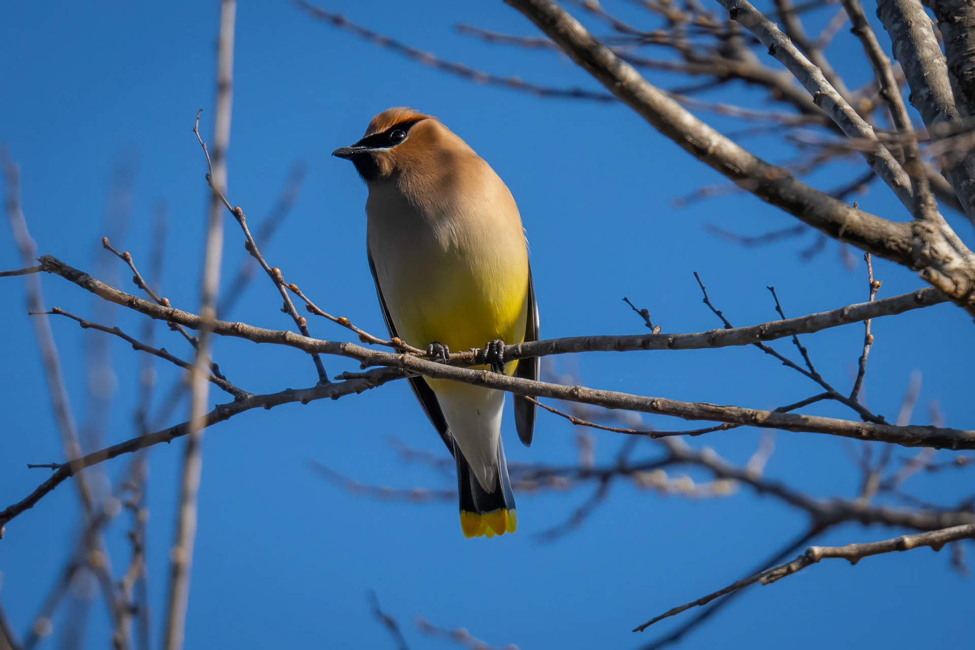 Cedar Waxwing