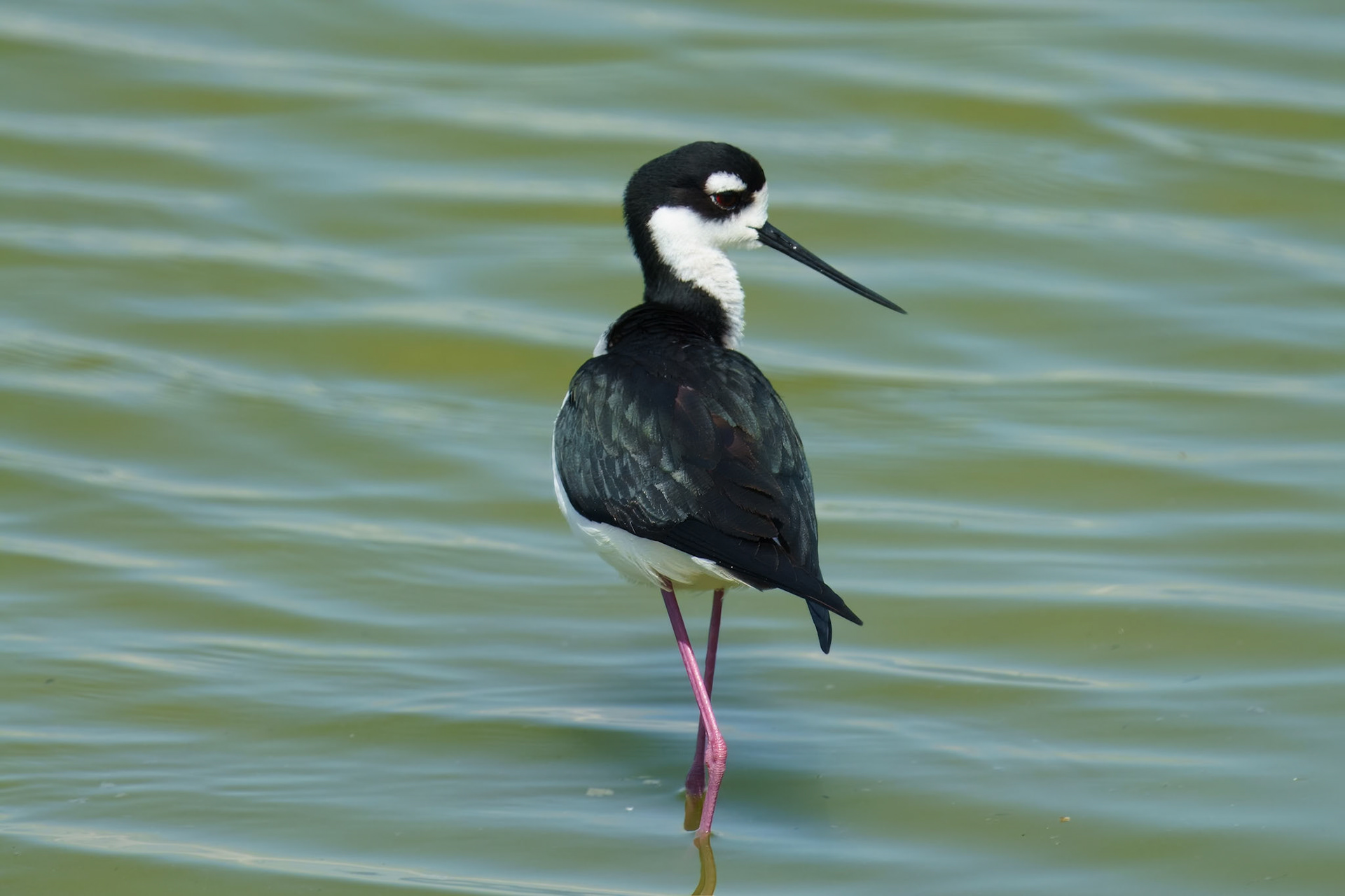 Black-necked Stilt. Port Aransas Birding area