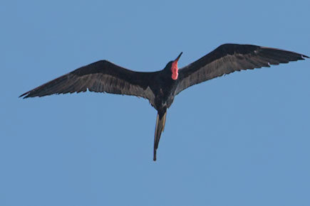 Frigate Bird