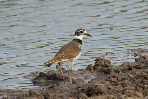 Killdeer