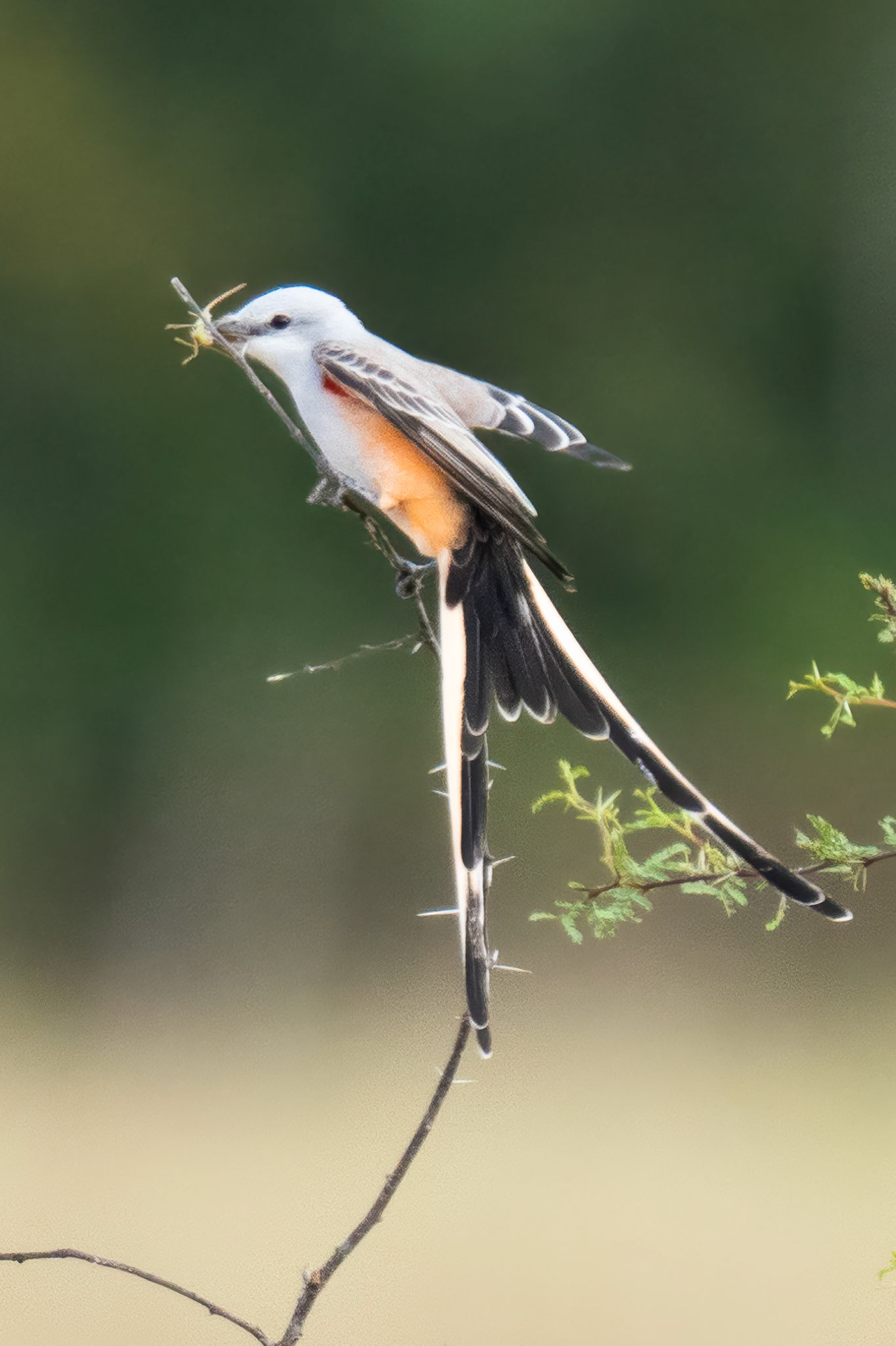 Scissor-Tail Flycatcher
