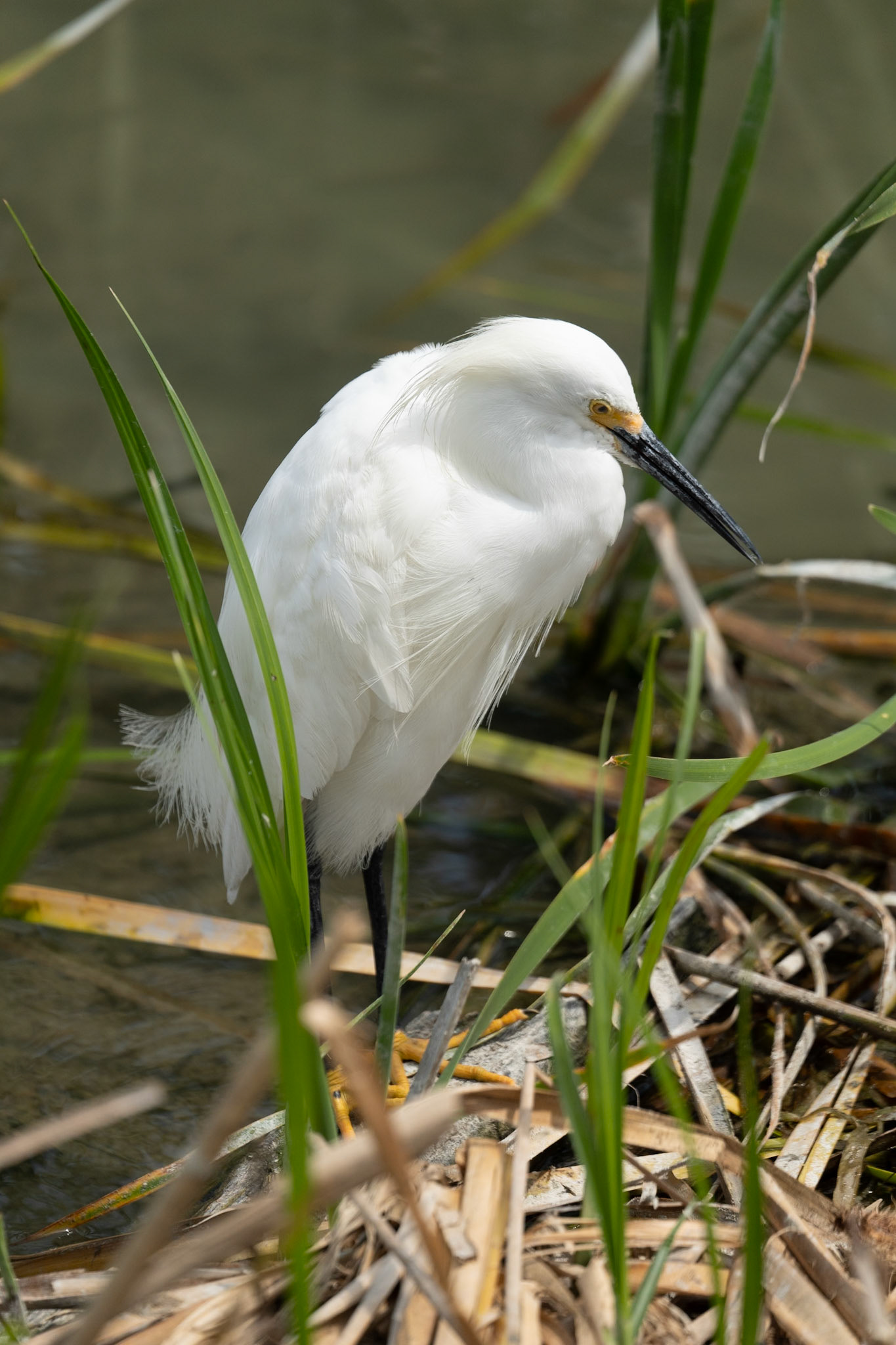 Snowy Egret