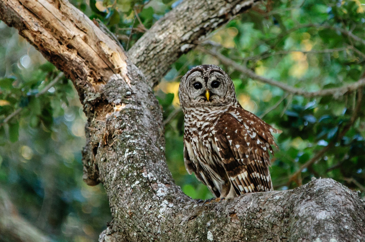 Barred Owl