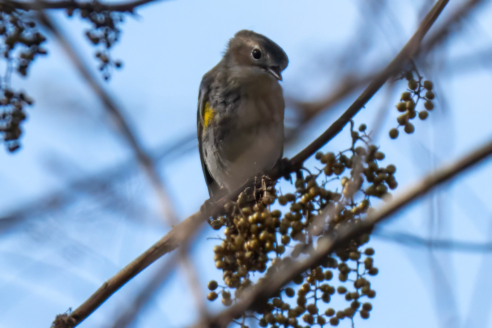 Yellow Rumped Warbler