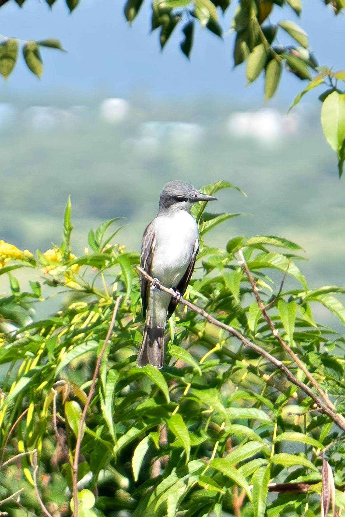 Grey Kingbird