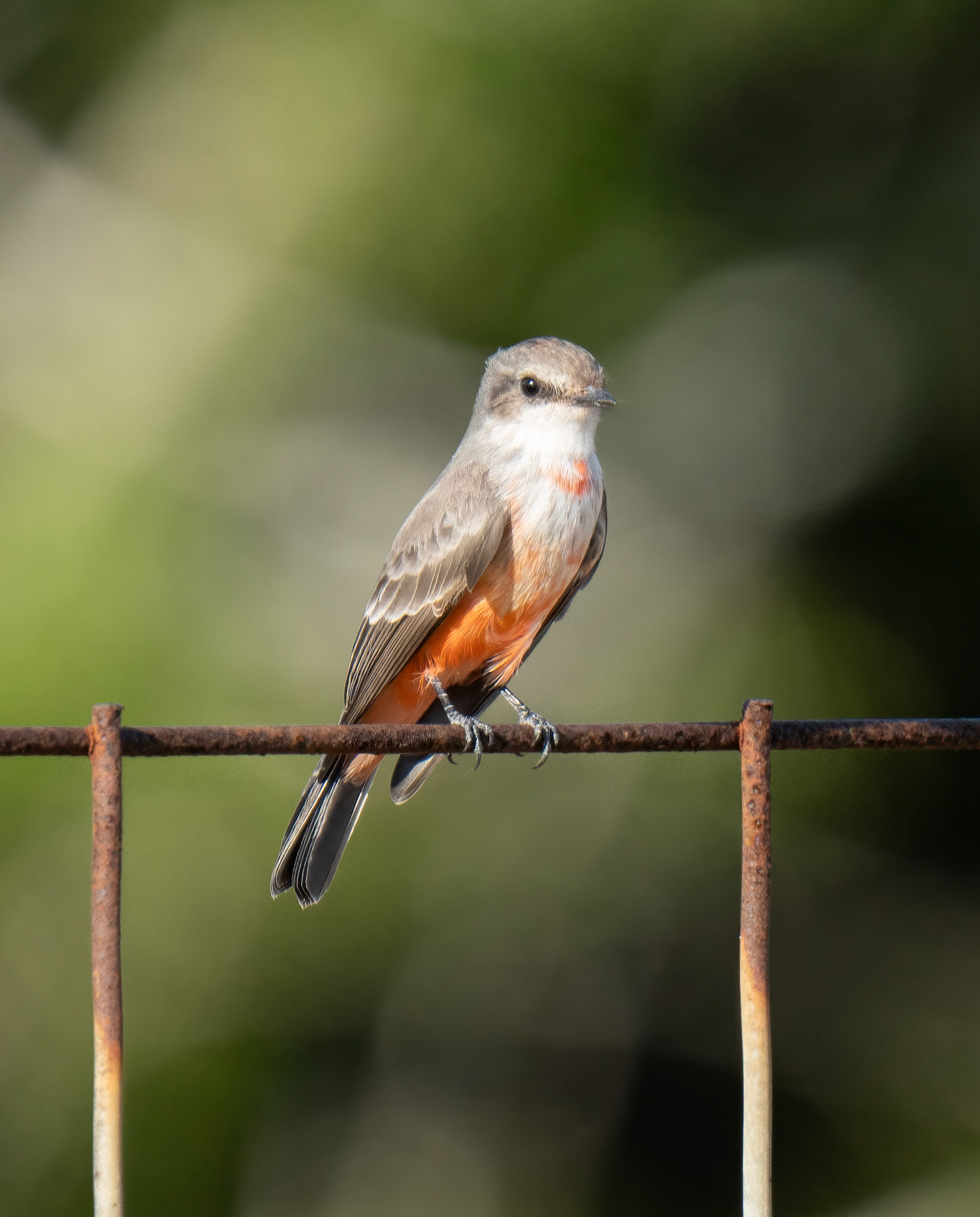 Female Vermilion Flycather