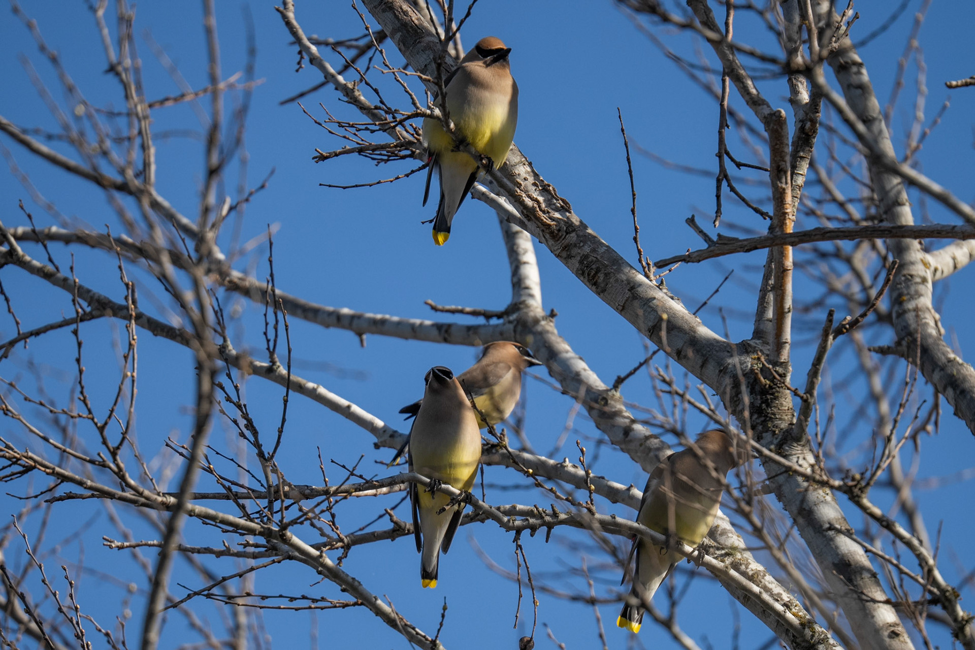 Cedar Waxwings