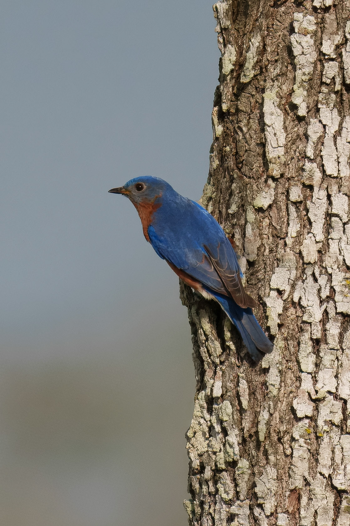 Eastern Bluebird