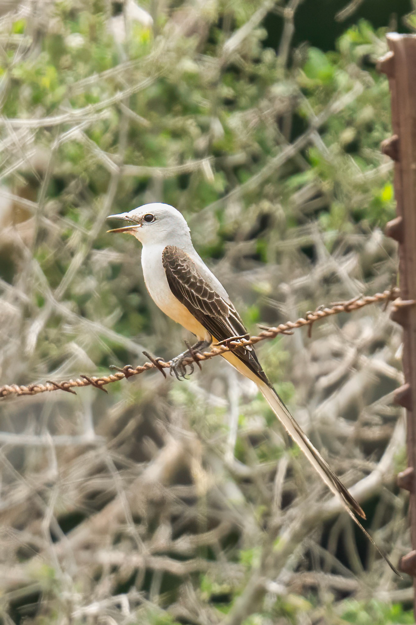 Scissor-Tail Flycatcher
