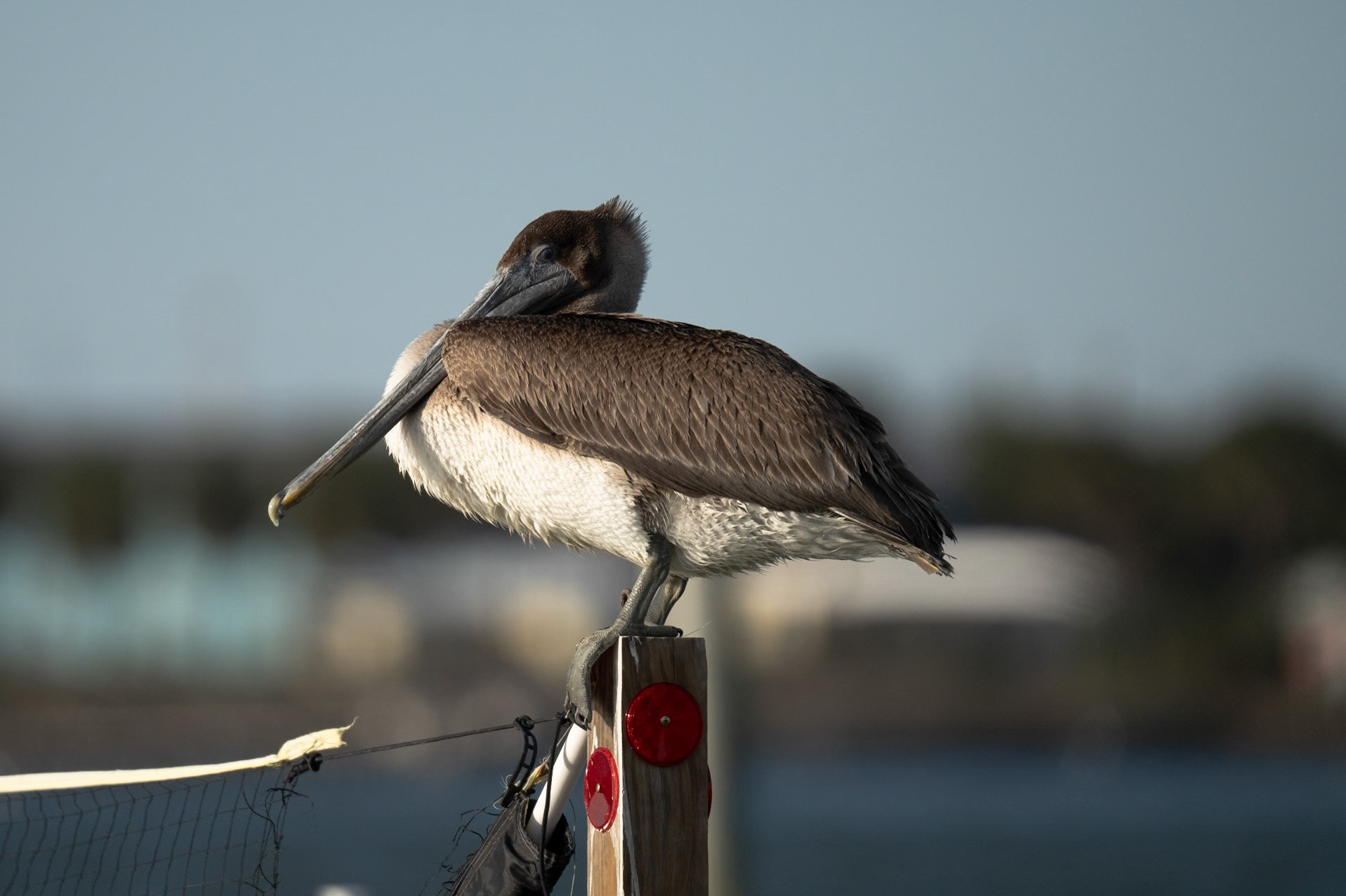 Brown Pelican (Juvenile)