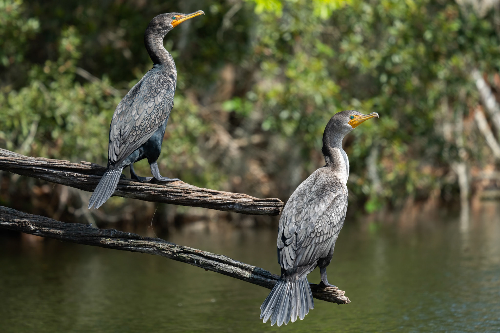 Roosting Cormorants