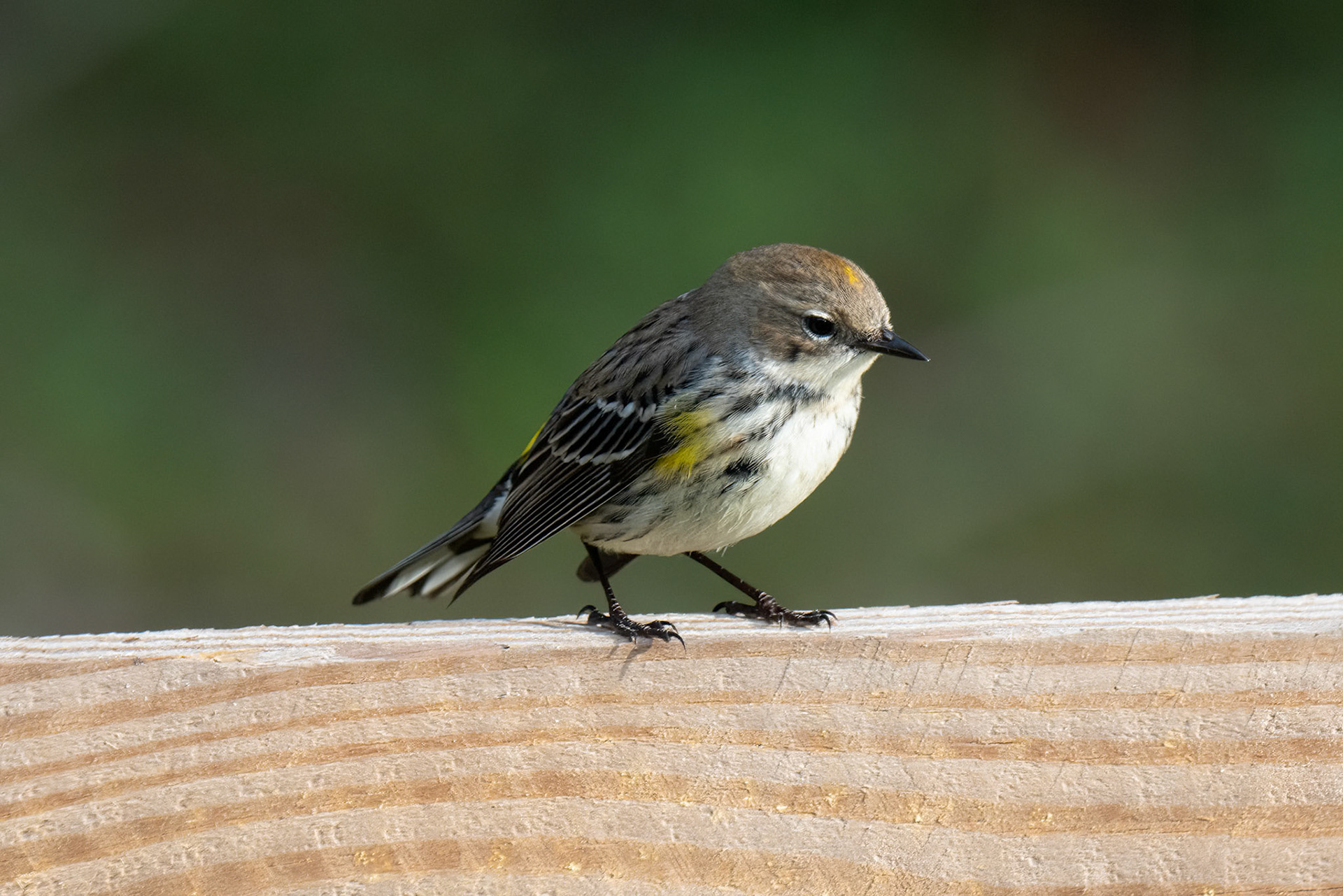 Yellow-rumpled (Myrtle) Warbler