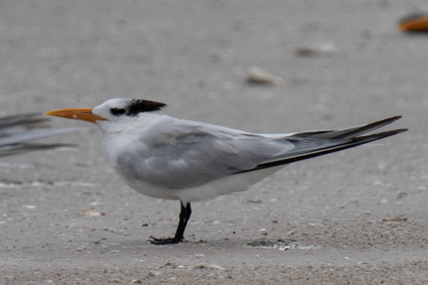 Rotal Tern winter plummage
