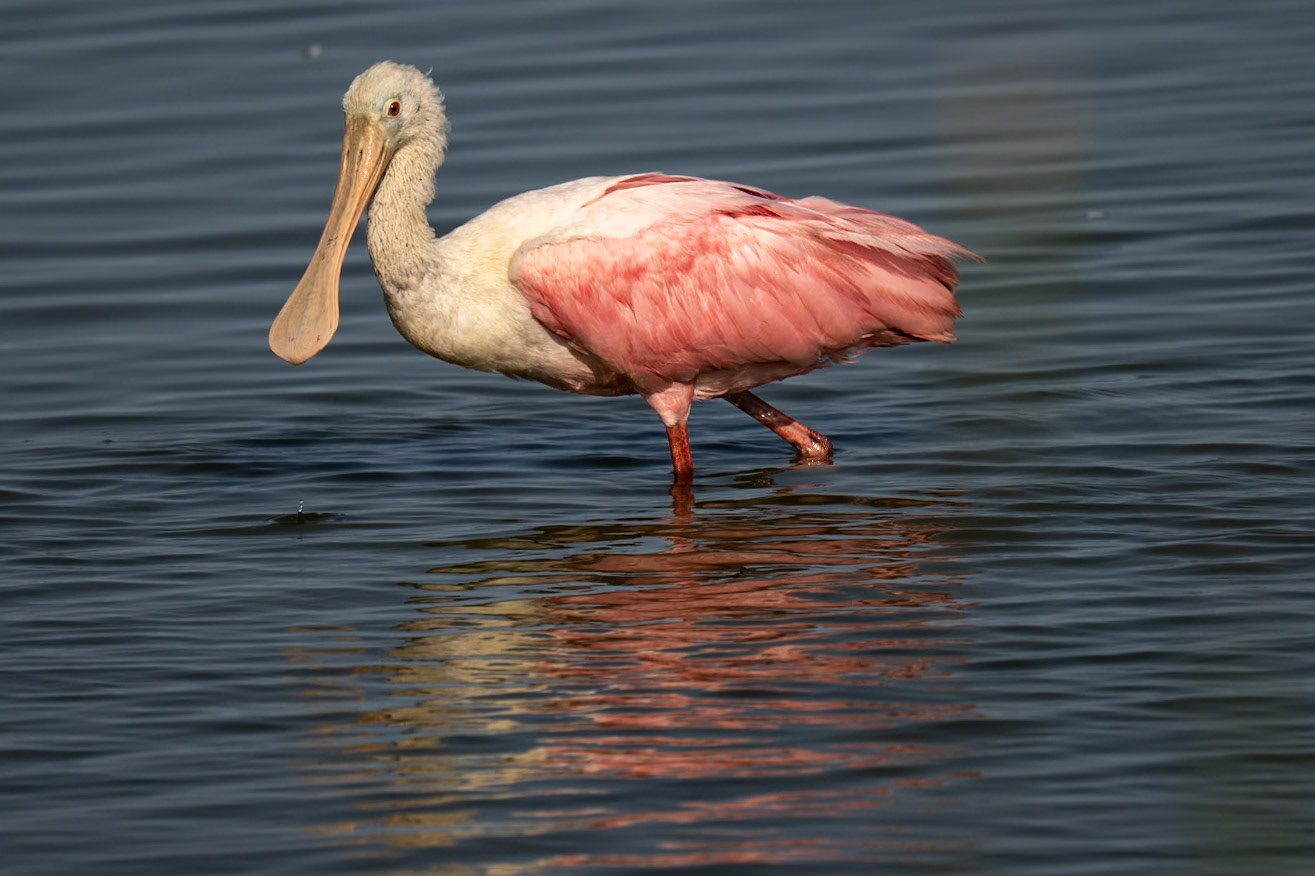 Rosseate Spoonbill