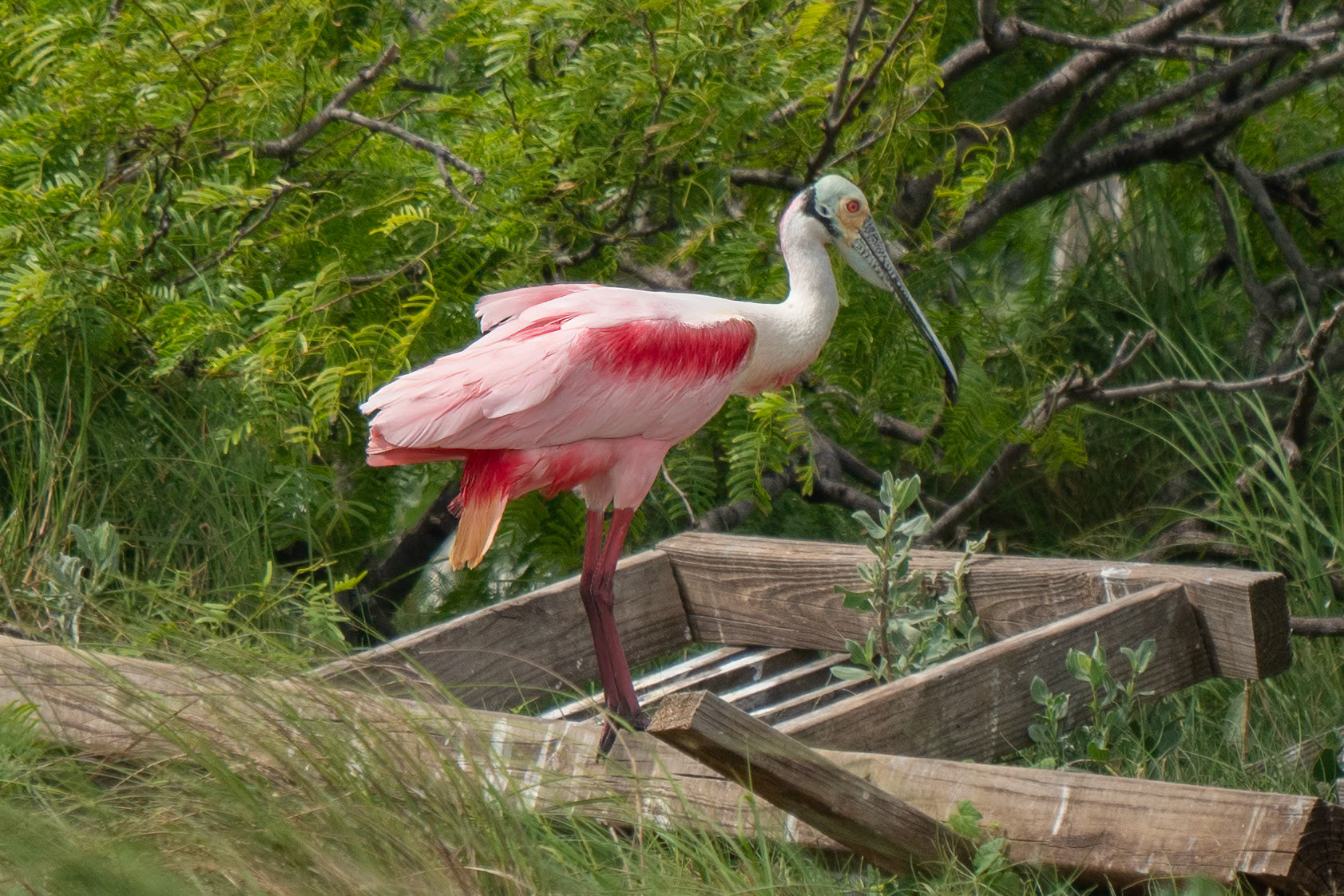 Roseate Spoonbill