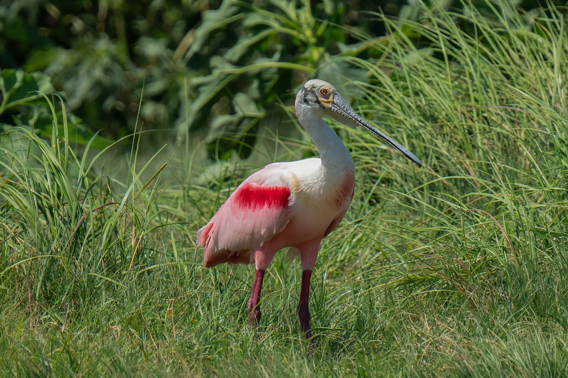 Roseate Spoonbill