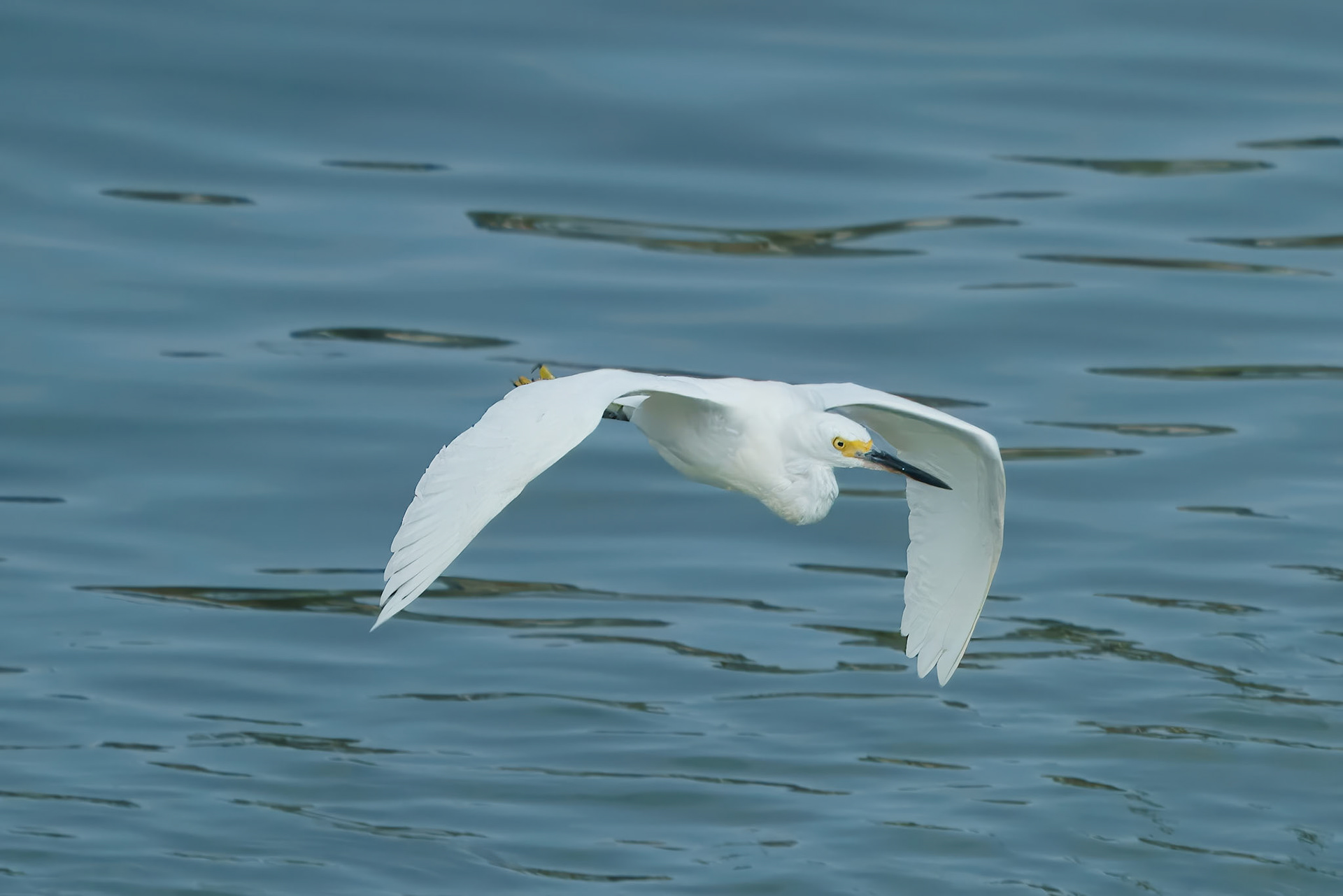 Snowy Egret. Marco Island Florida