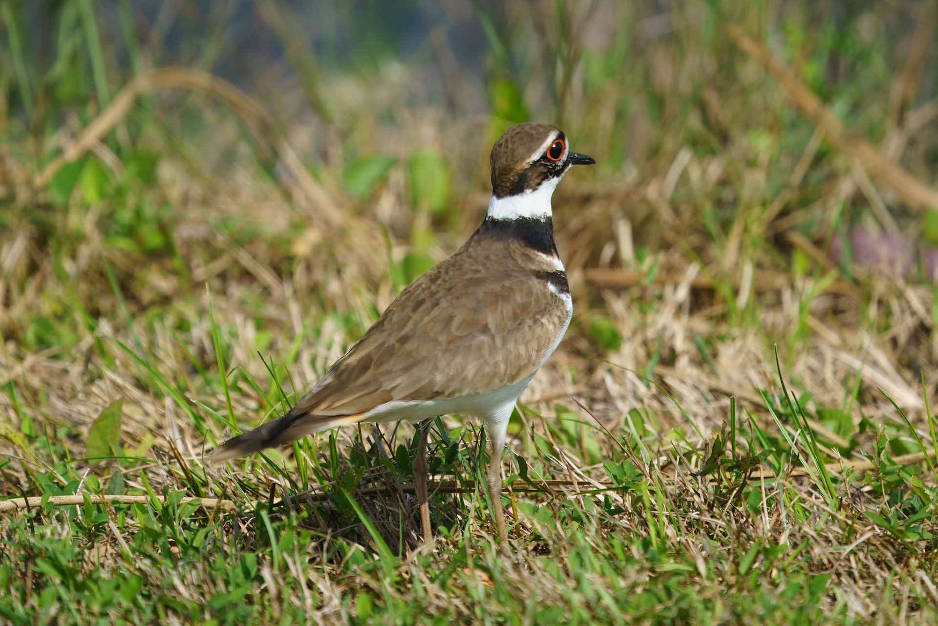 Killdeer