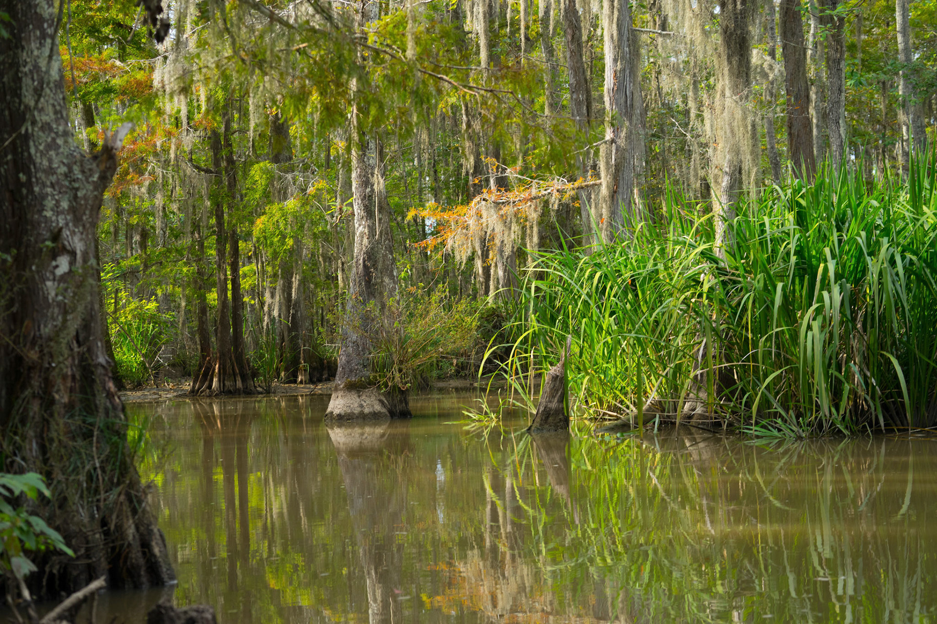 Louisiana Swamp Country