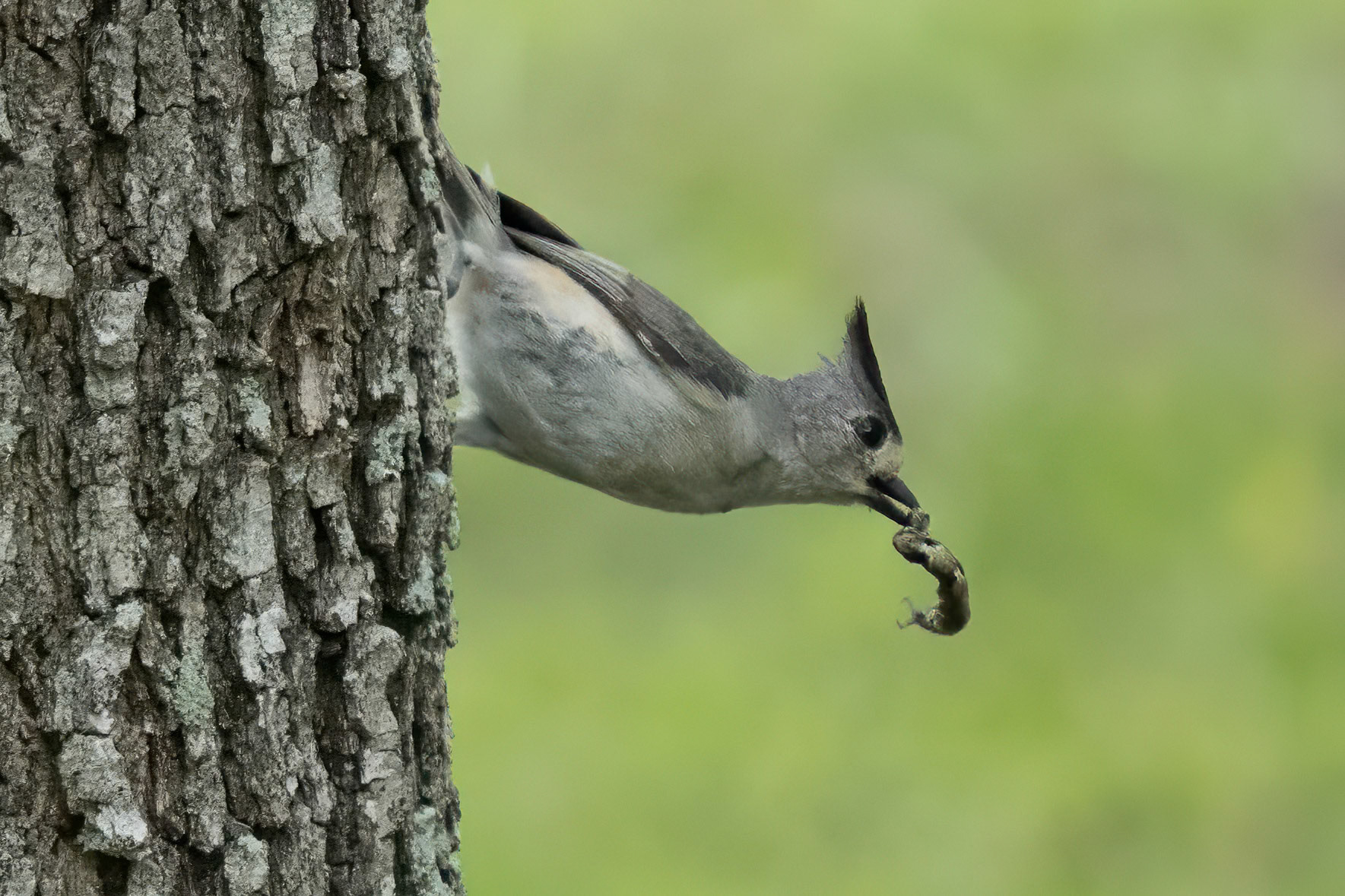 Blackdog Ranch Goliad Texas