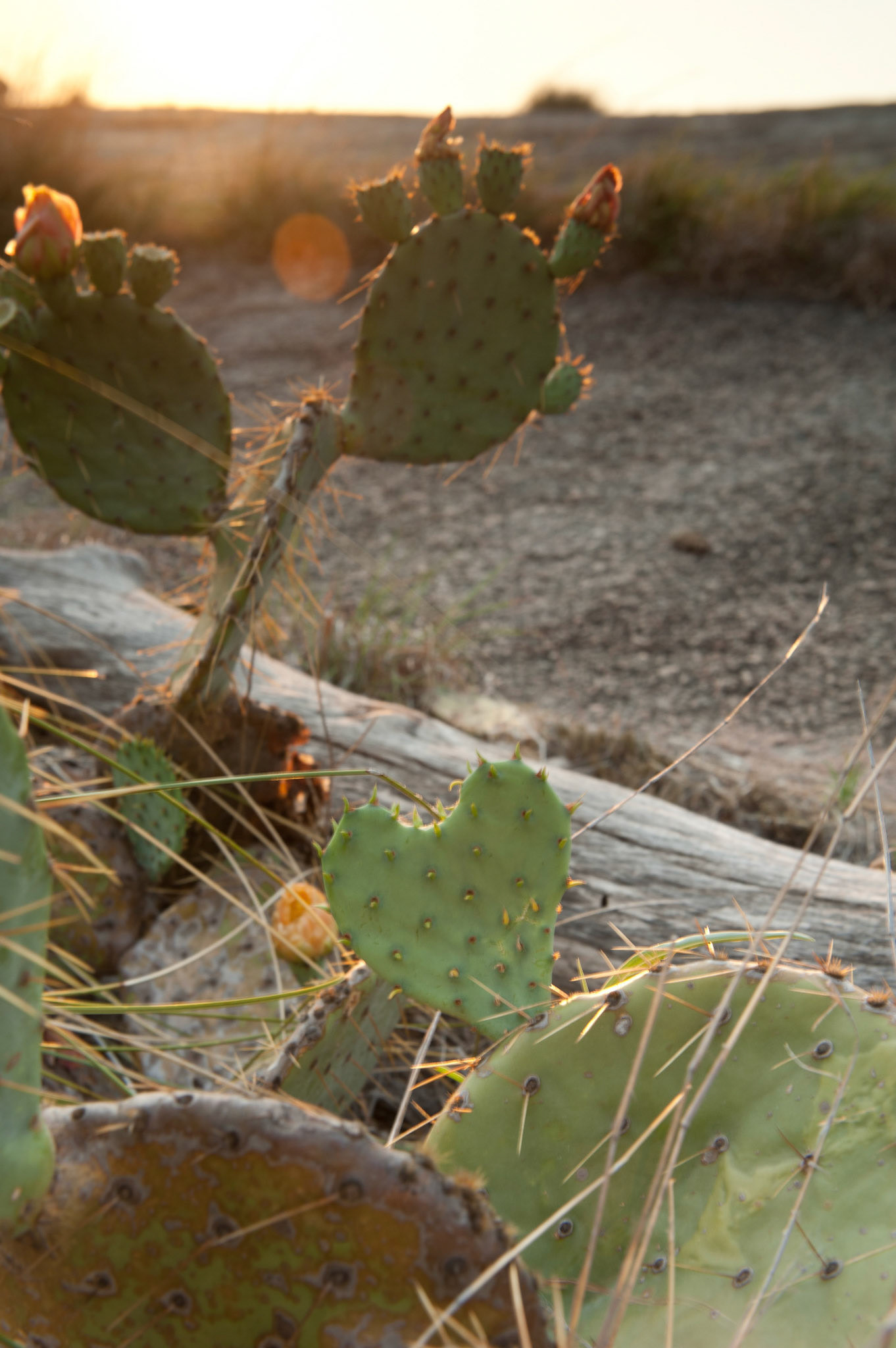 Sunset on Enchanted Rock