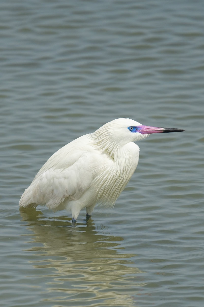 Reddish Egret Breeding Adult White Morph
