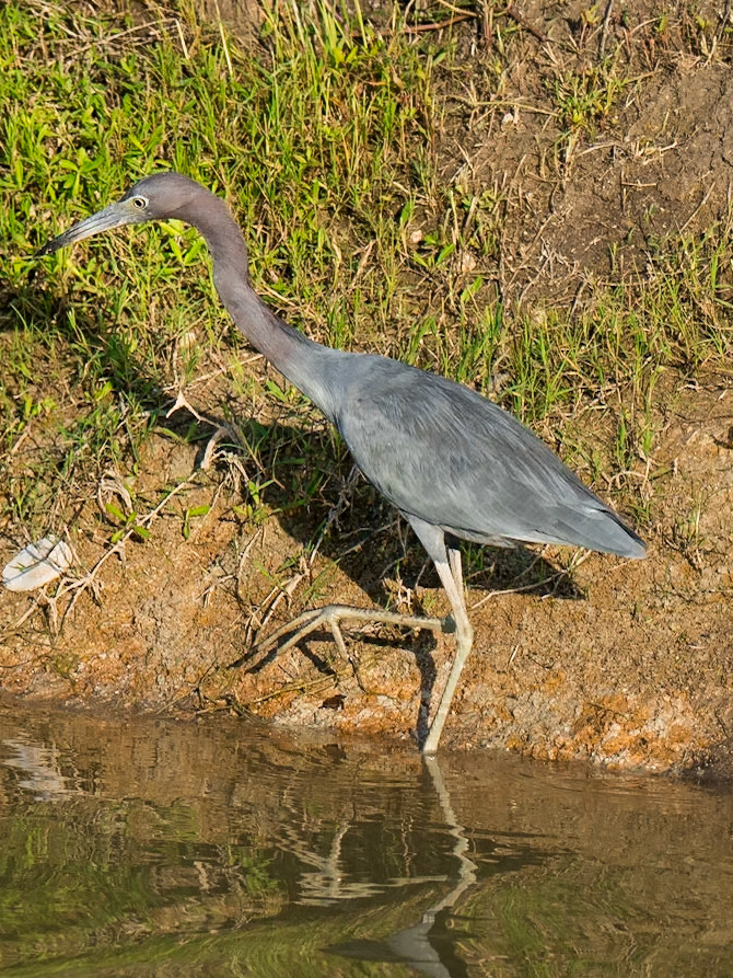 Little Blue Heron