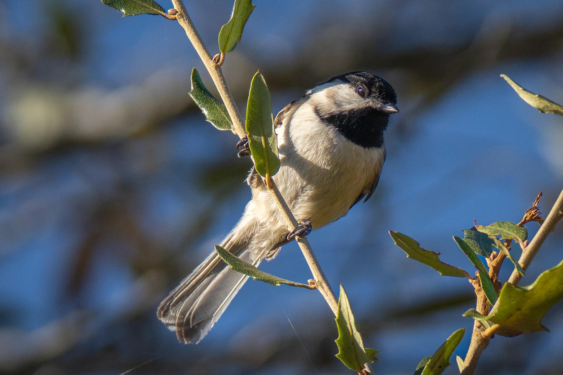 Carolina chickadee