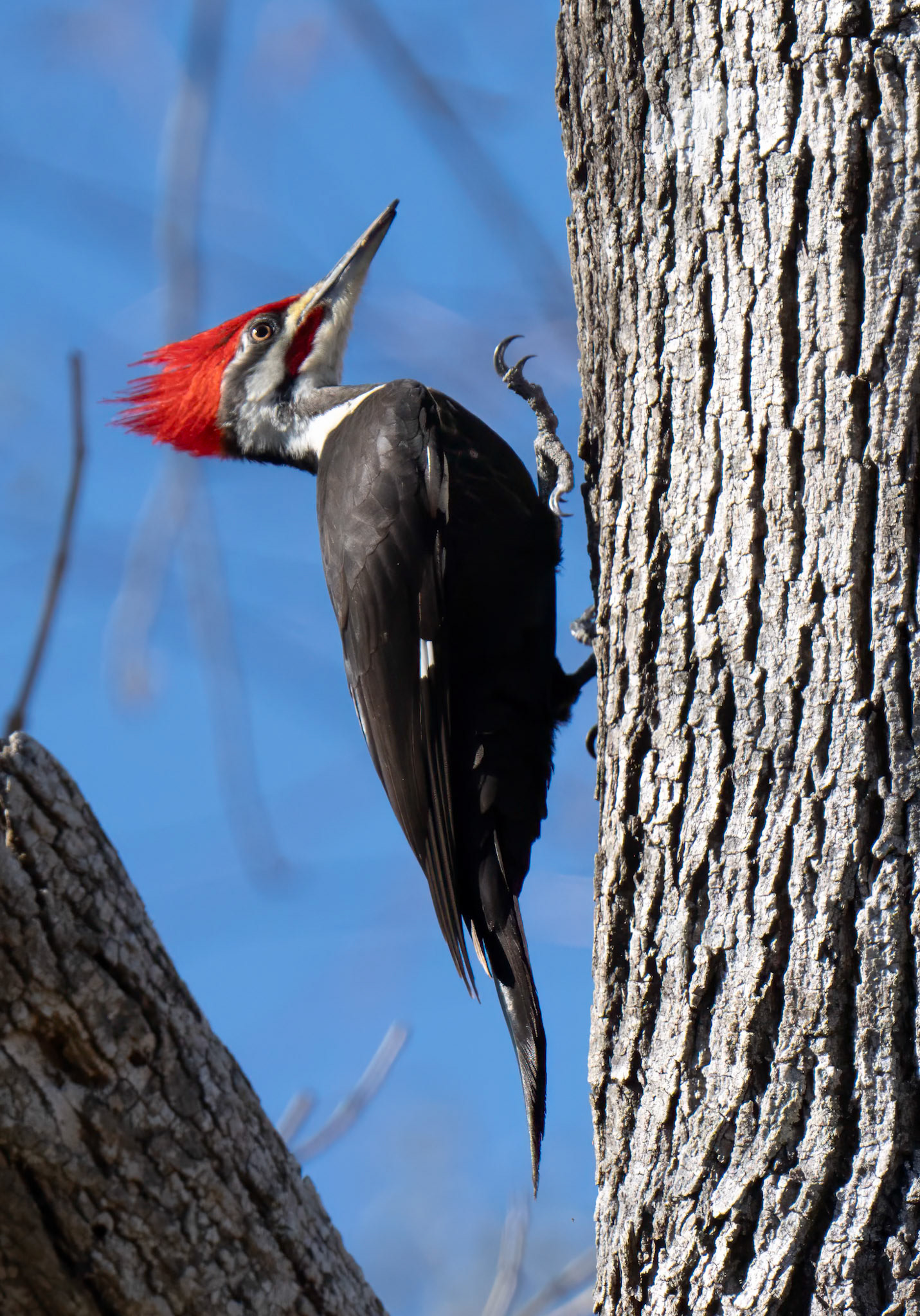 Pileated Woodpecker. Victoria County
