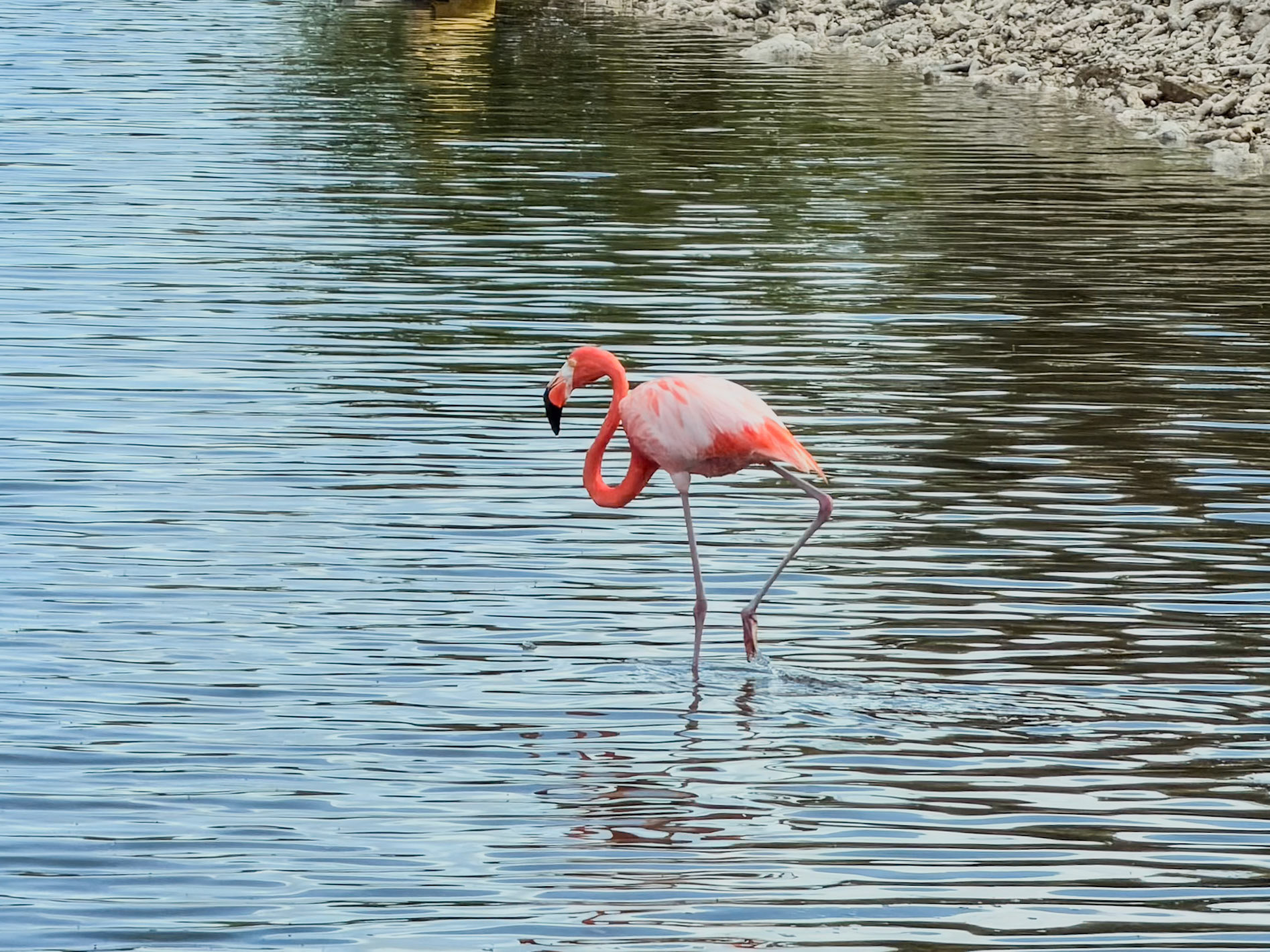 American Flamingo