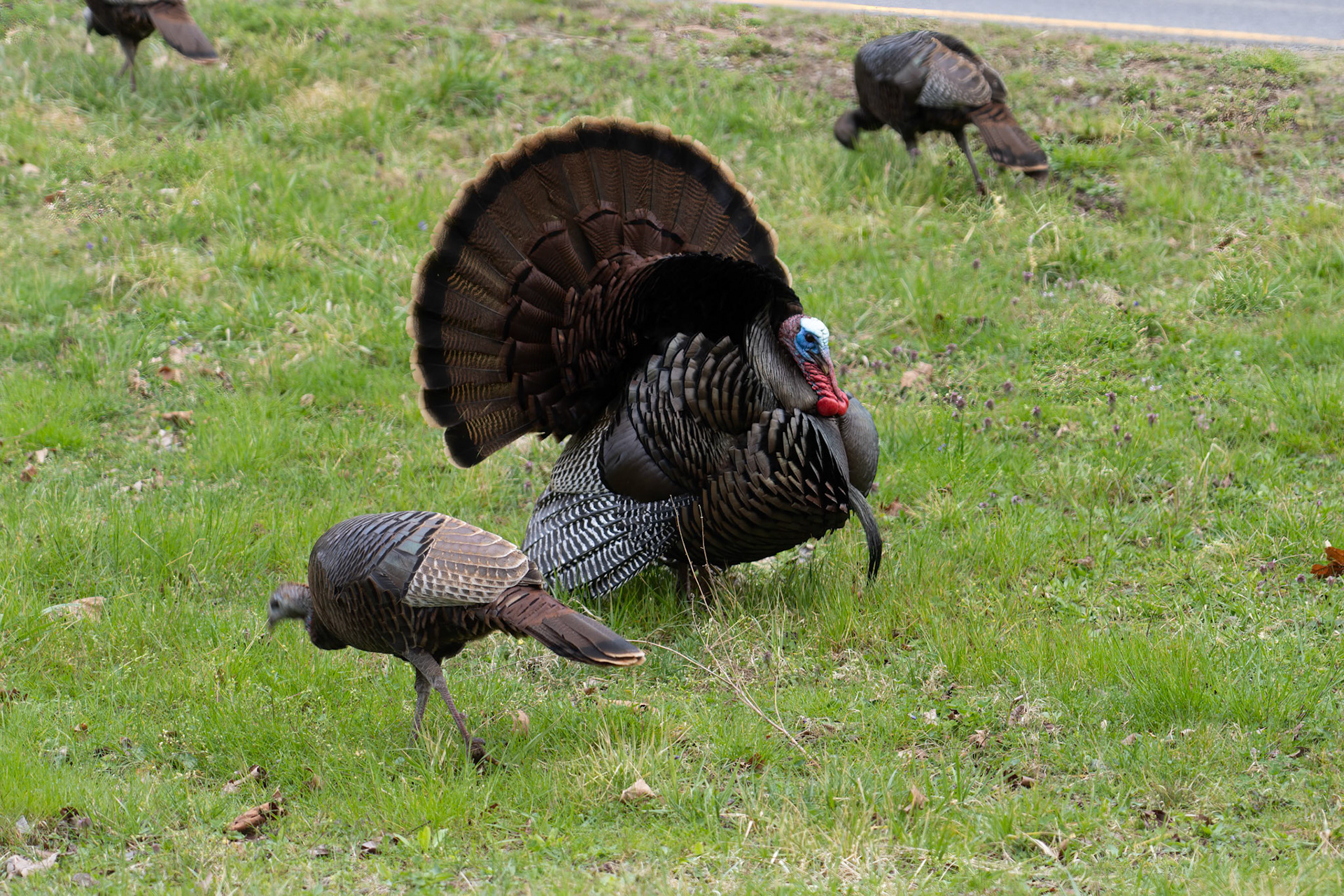 Wild Turkeys on the side of the road