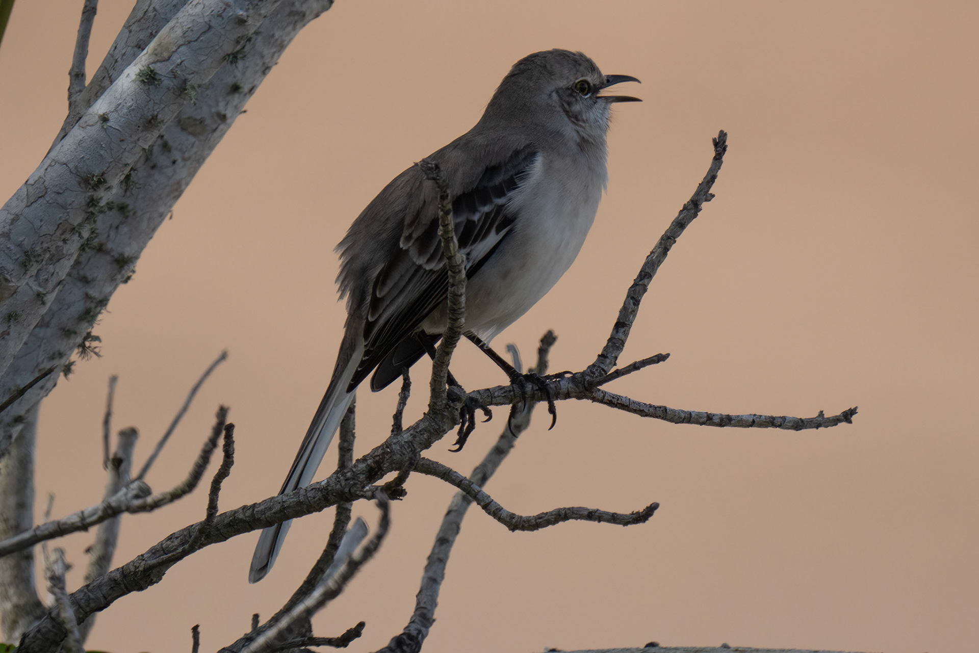 Northern Mockingbird