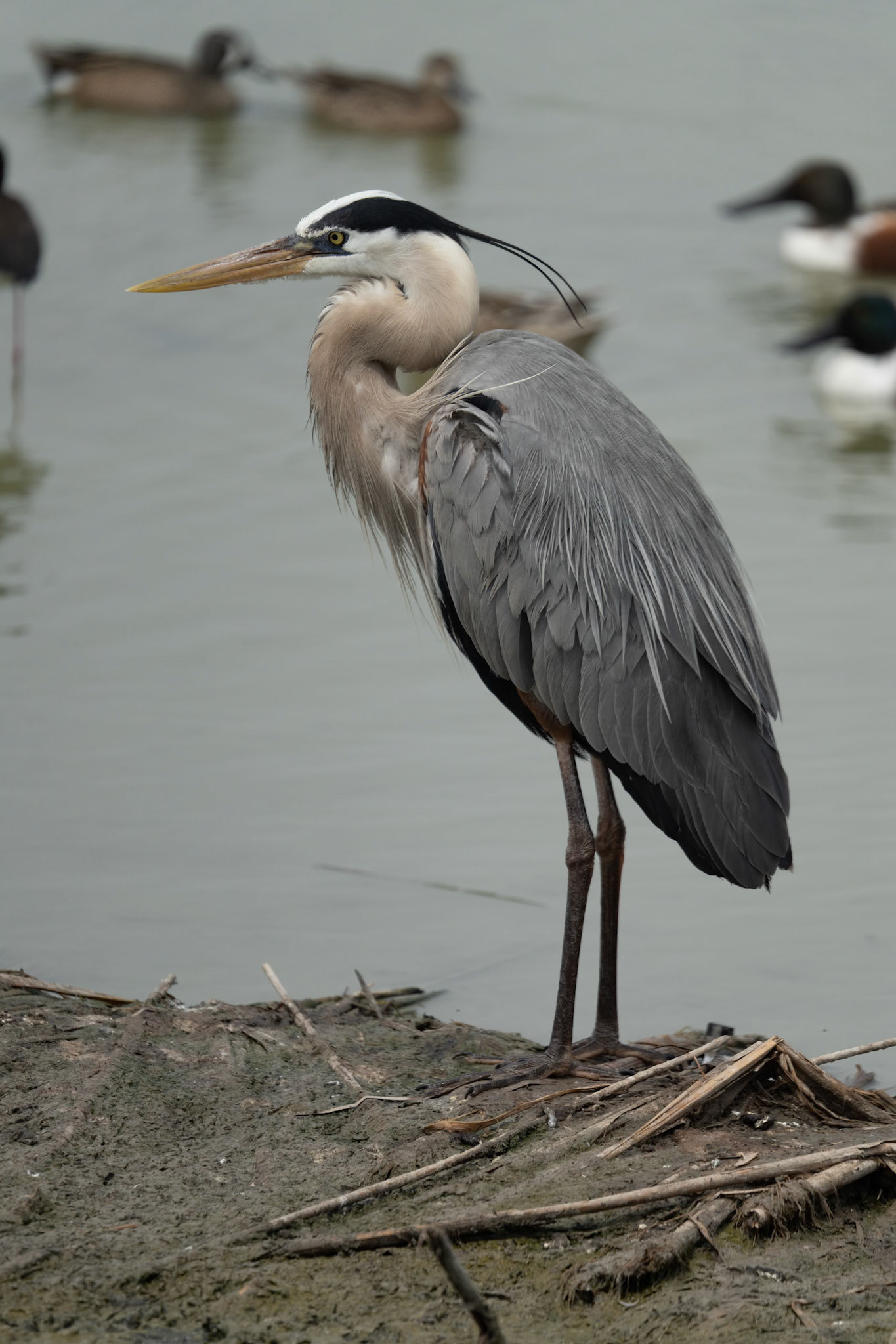 Blue Heron