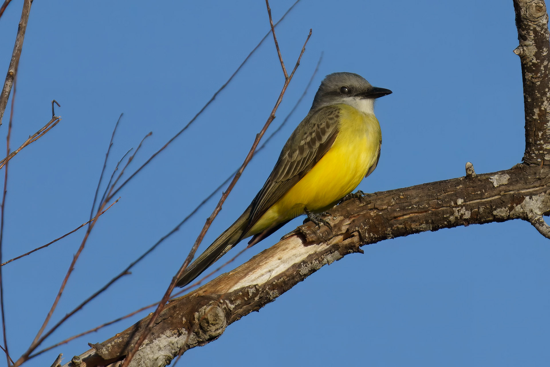 Couch's Kingbird