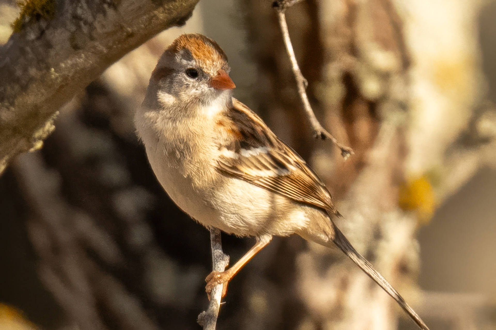 Field Sparrow