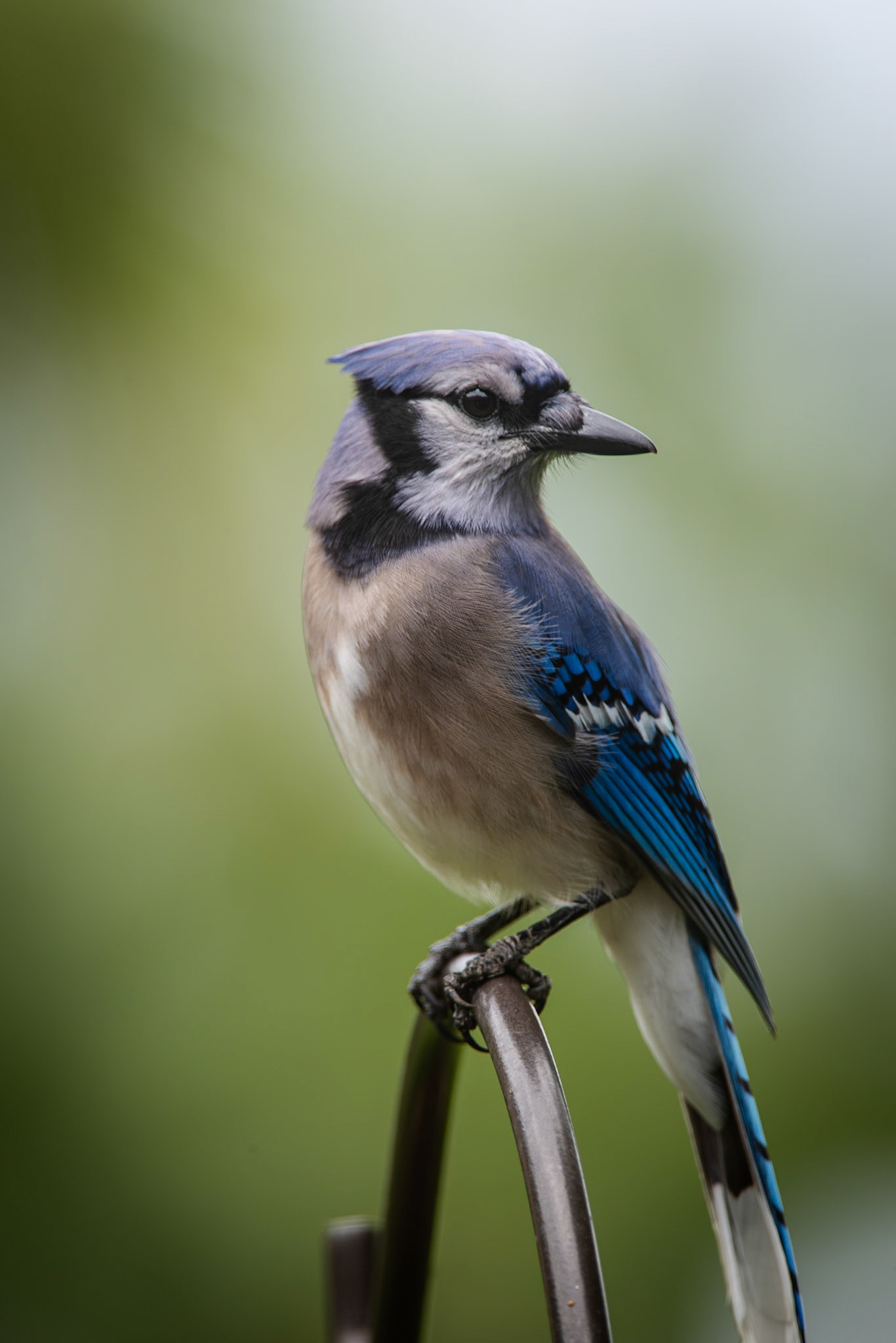 South Texas Blue Jay