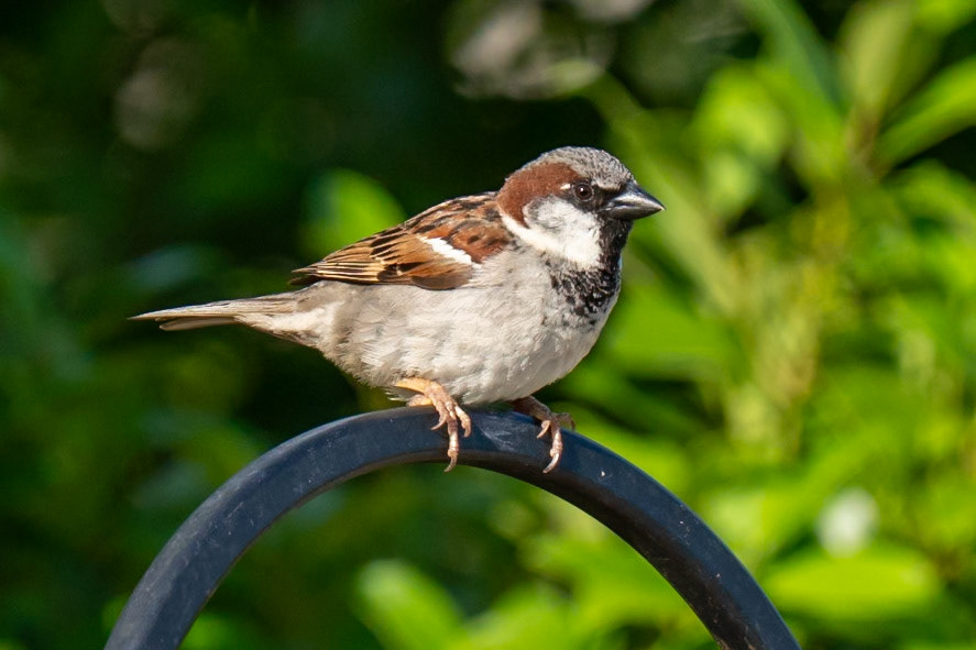 Male House Sparrow