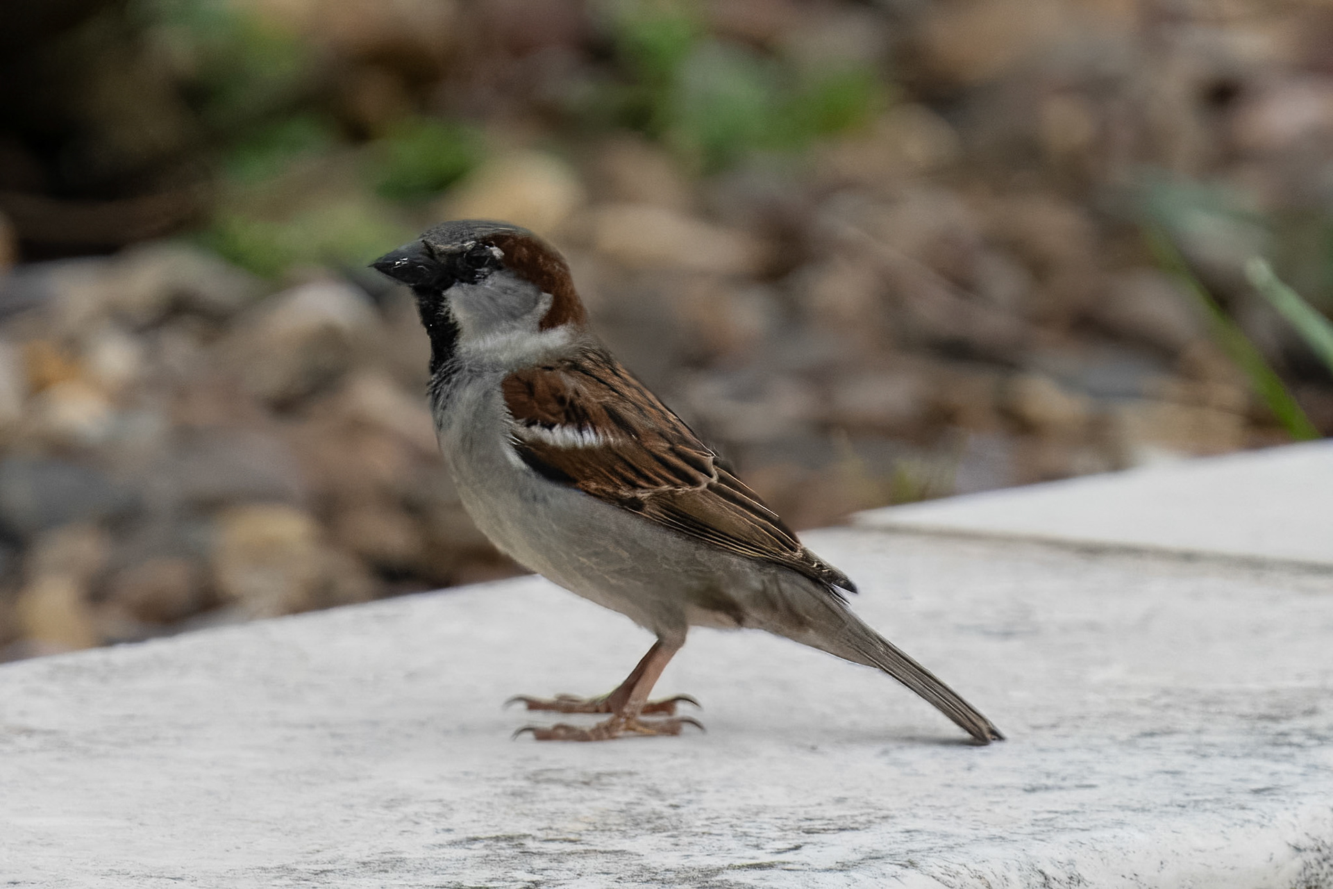 House Sparrow