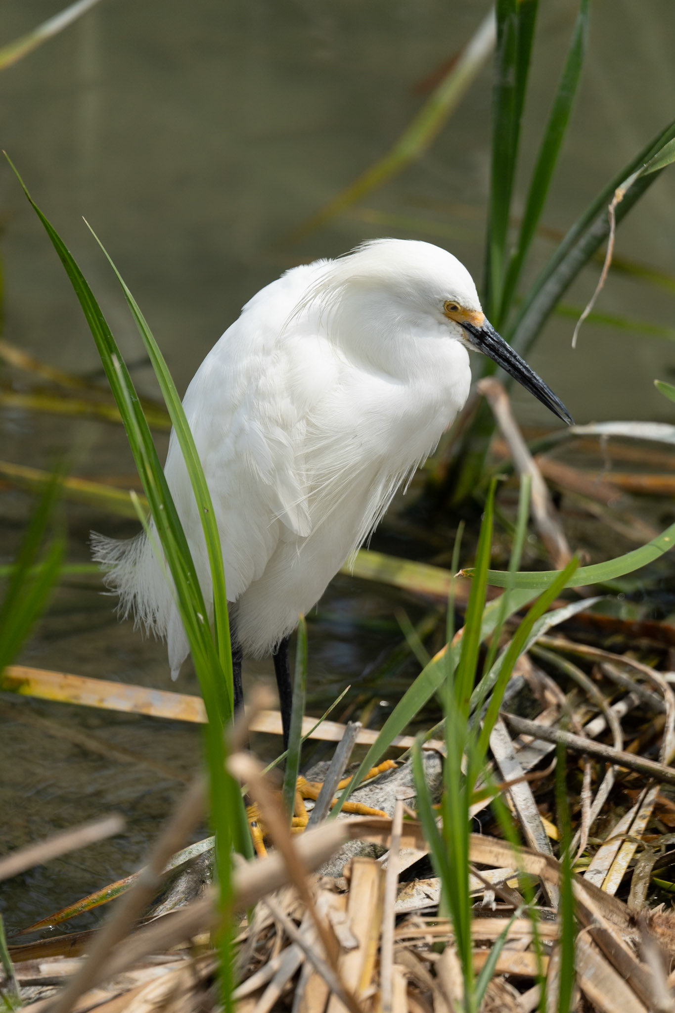 Snowy Egret