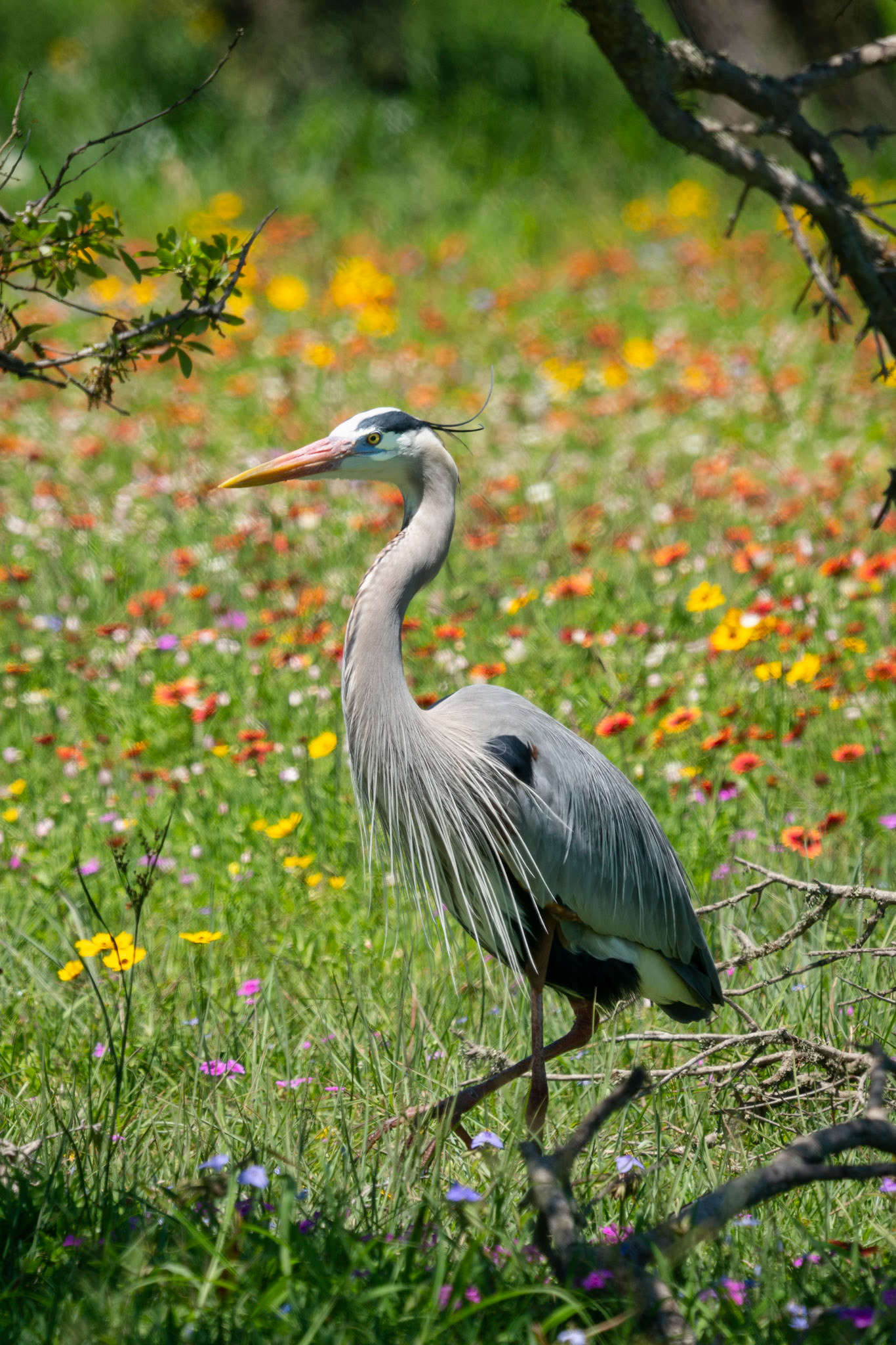 Blue Heron