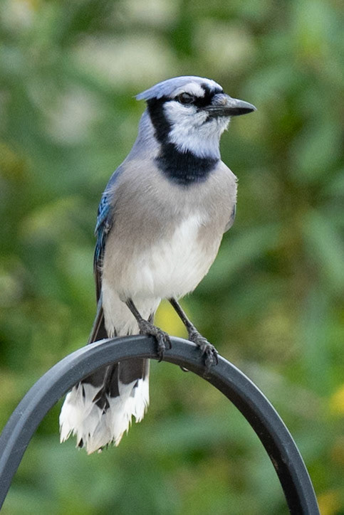 Bluejay. Victoria CO