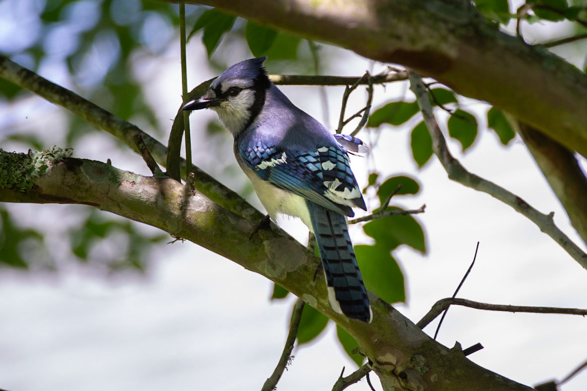 Bluejay