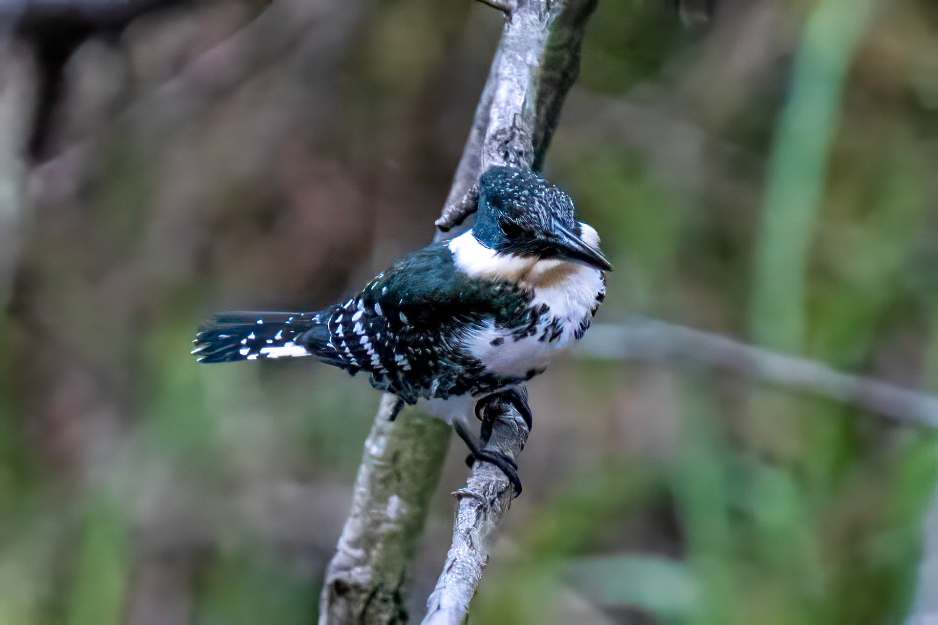 Green Kingfisher