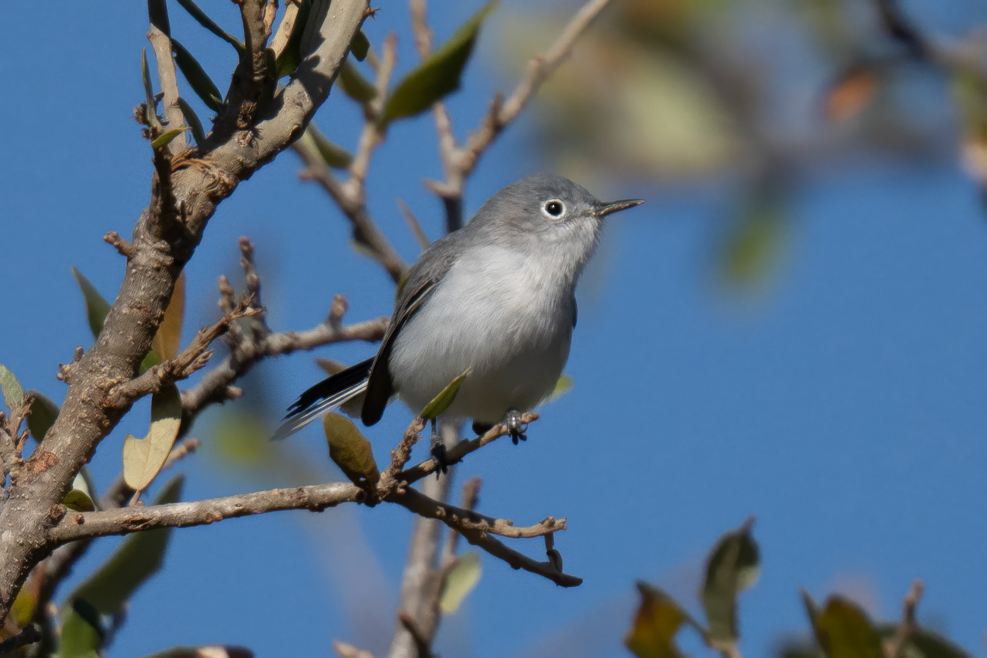 Blue-gray Knatcatcher