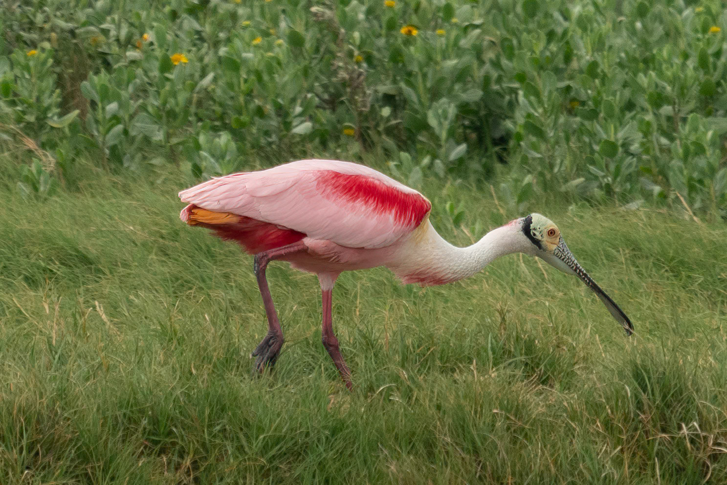 Roseate Spoonbill