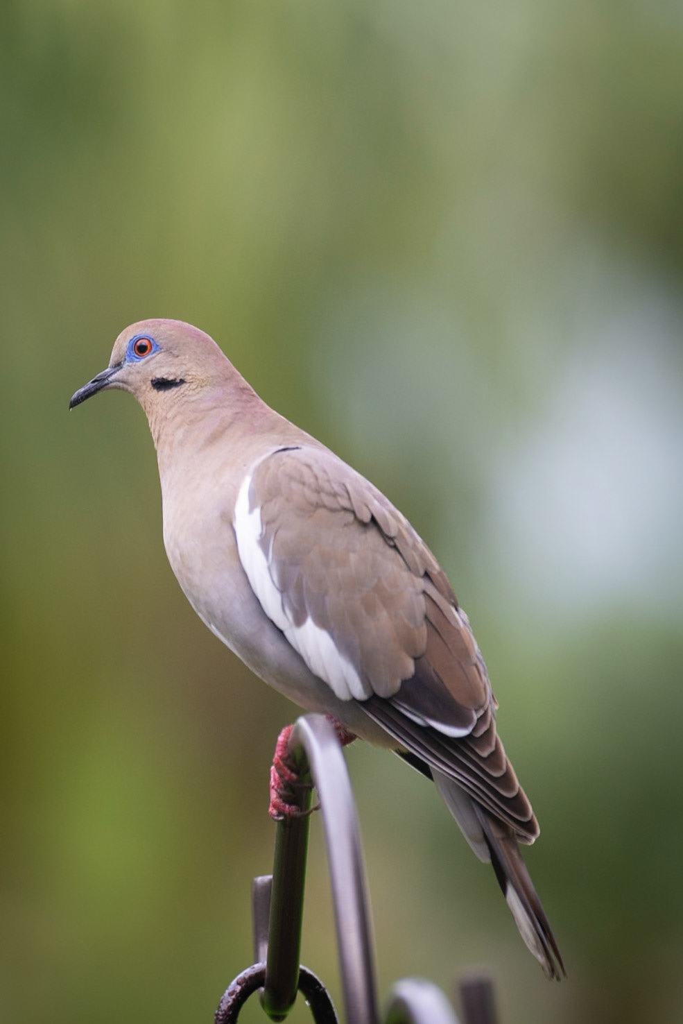 Backyard Dove