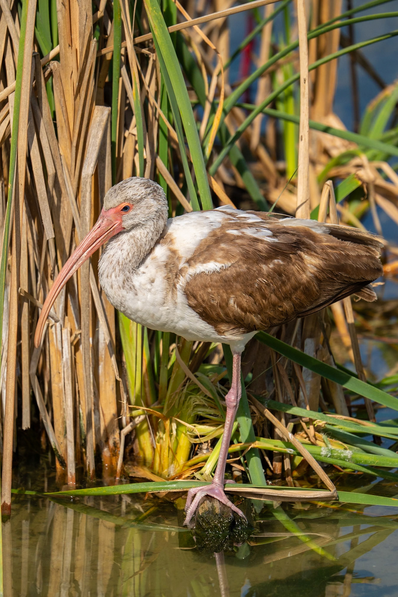White Ibis ( Juninile)