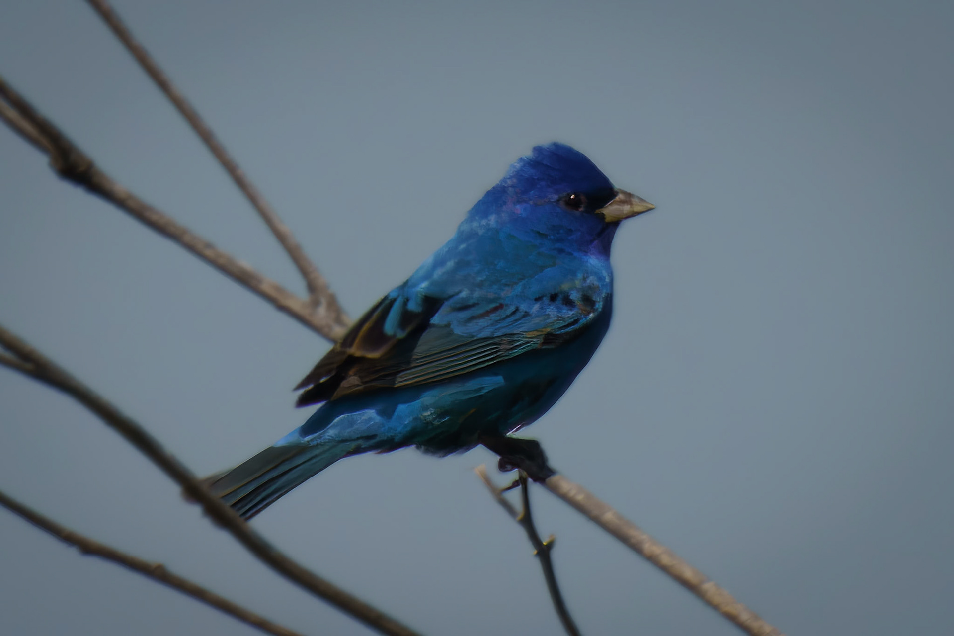 Indigo Bunting (Passerina cyanea) Port Aransas
